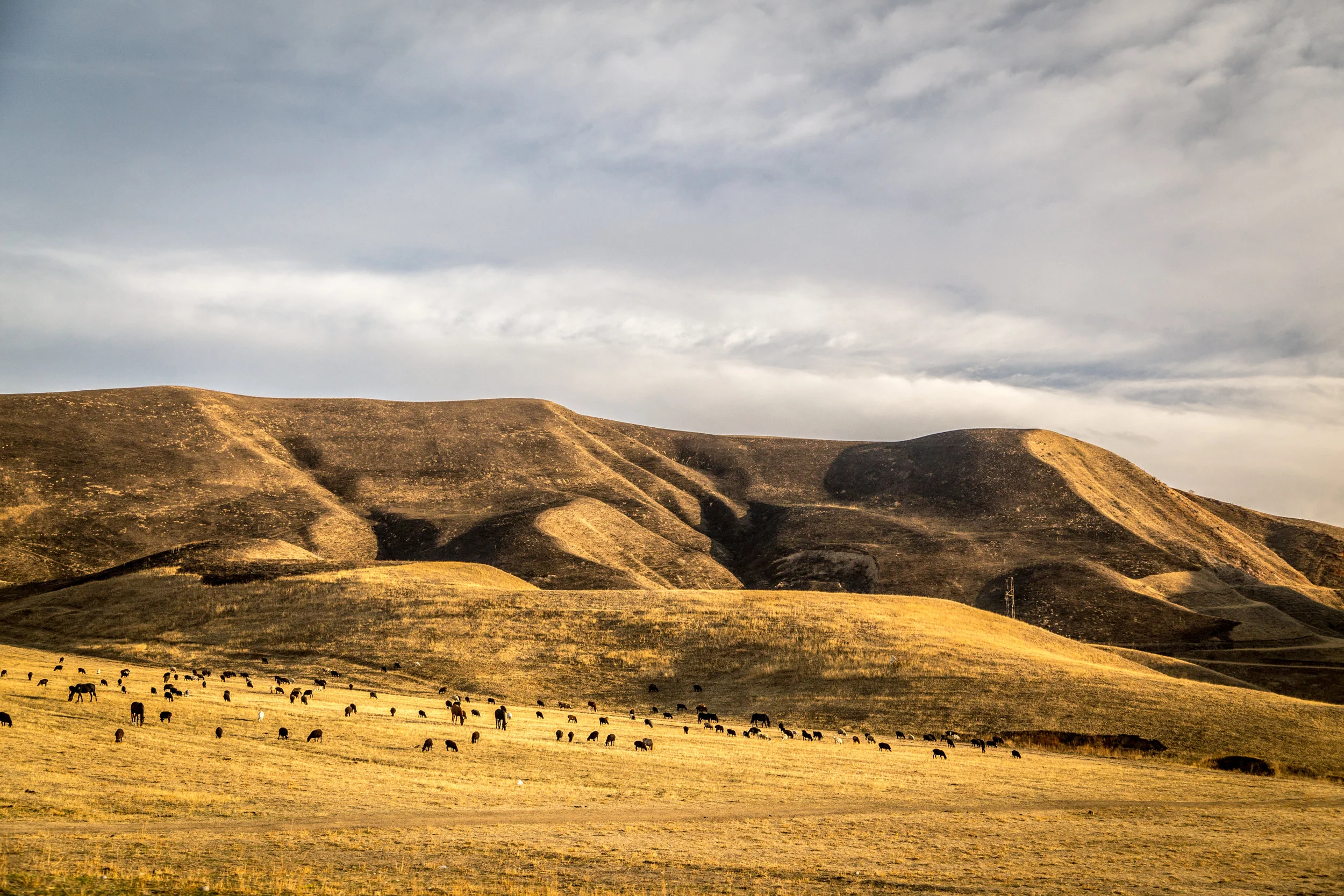 _MG_3513.jpg
