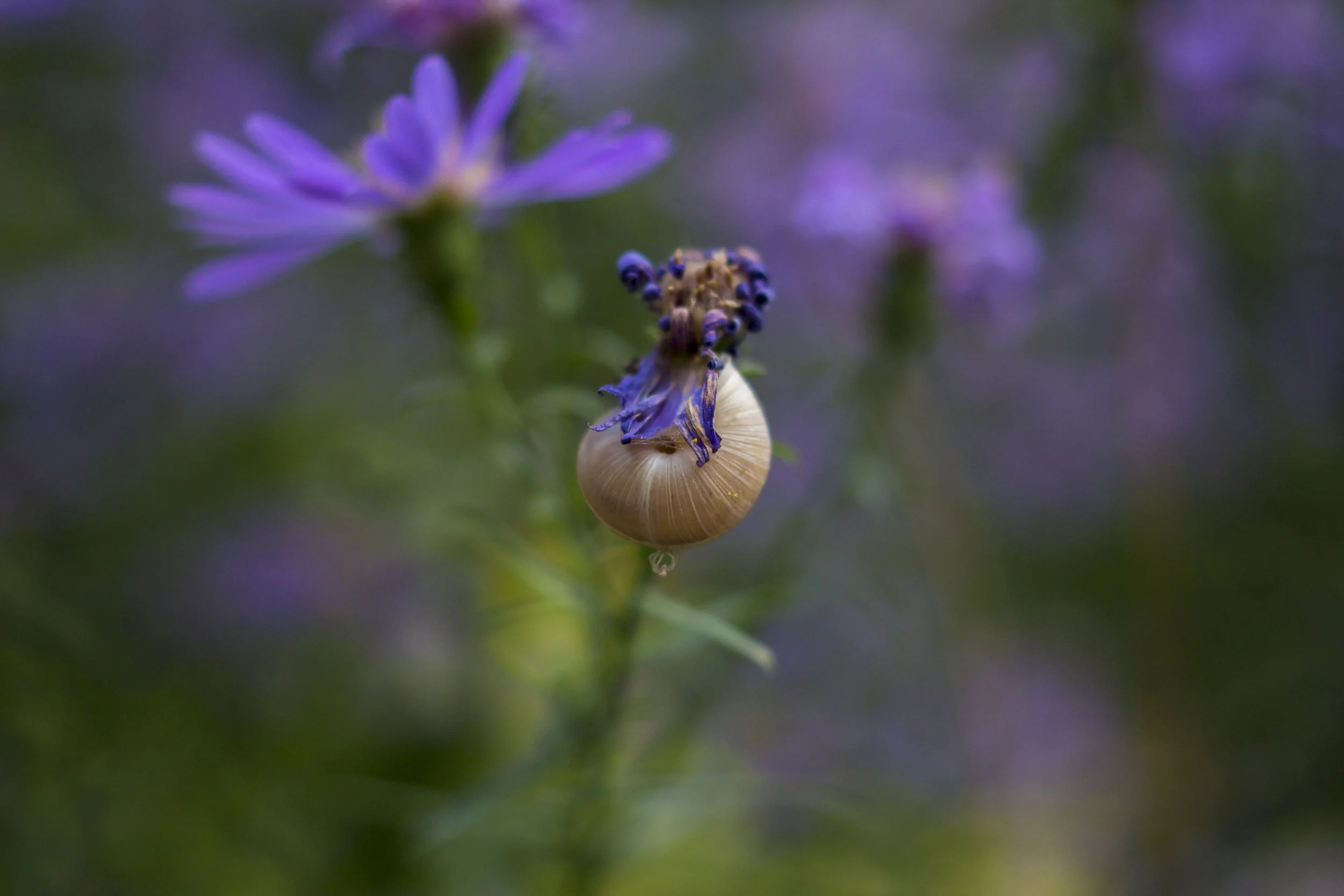 _MG_5147.jpg