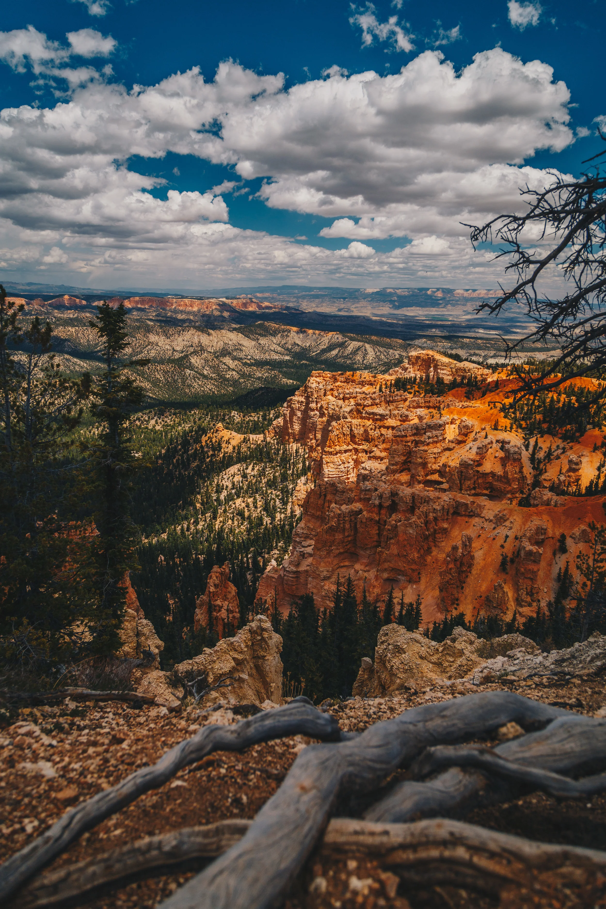 _MG_3447.jpg