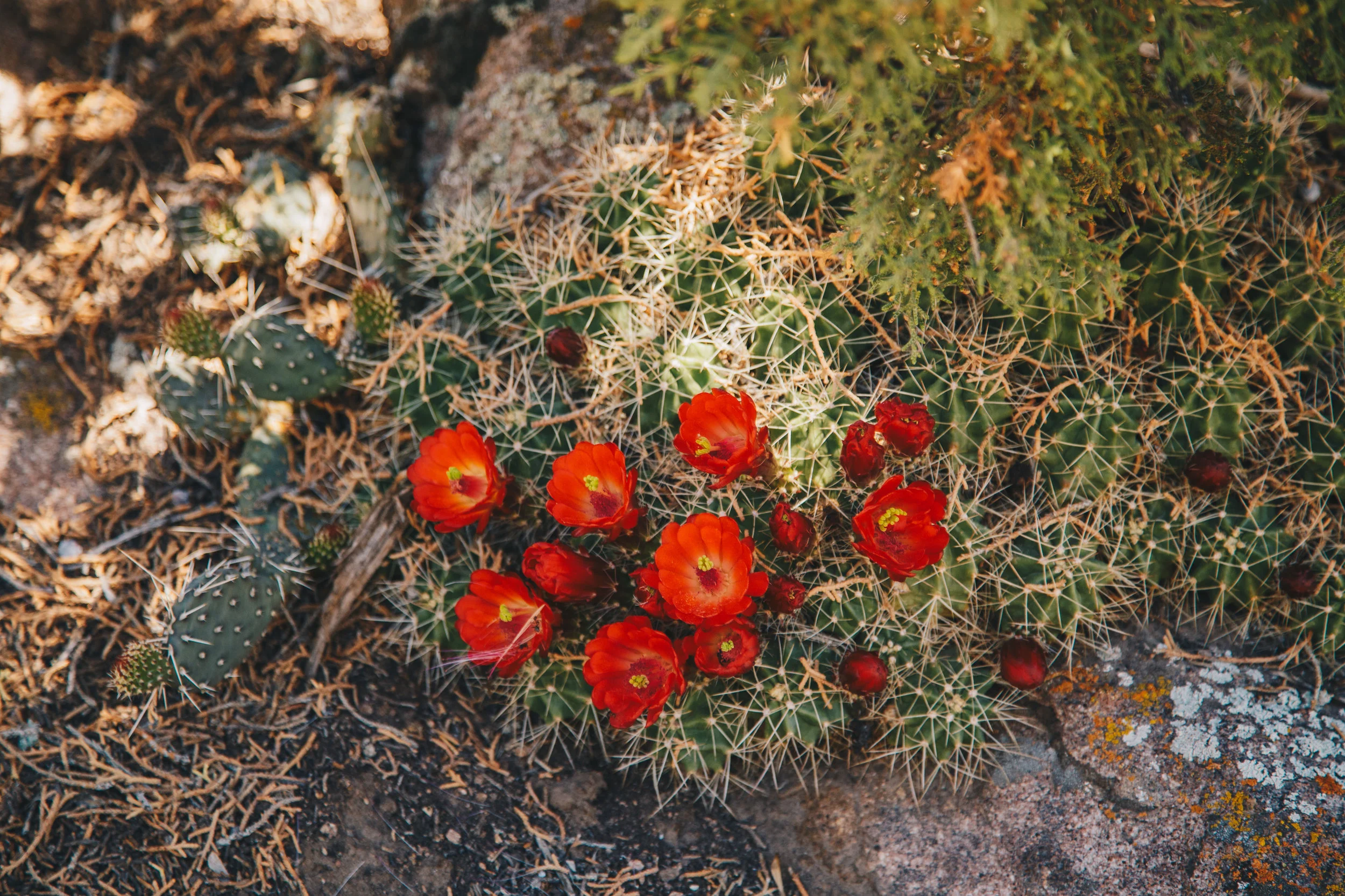 _MG_4023.jpg