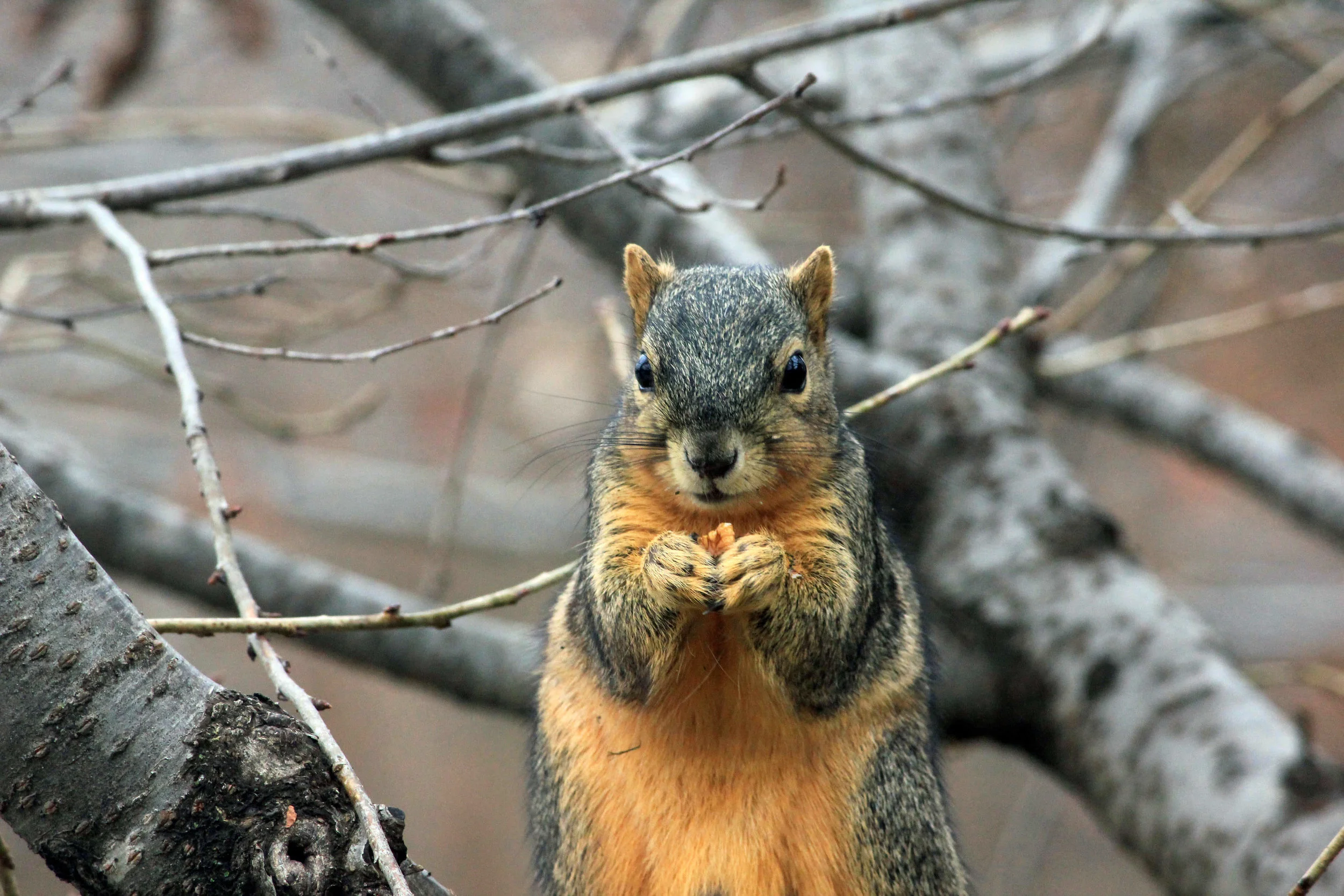 What I Learned from a Squirrel