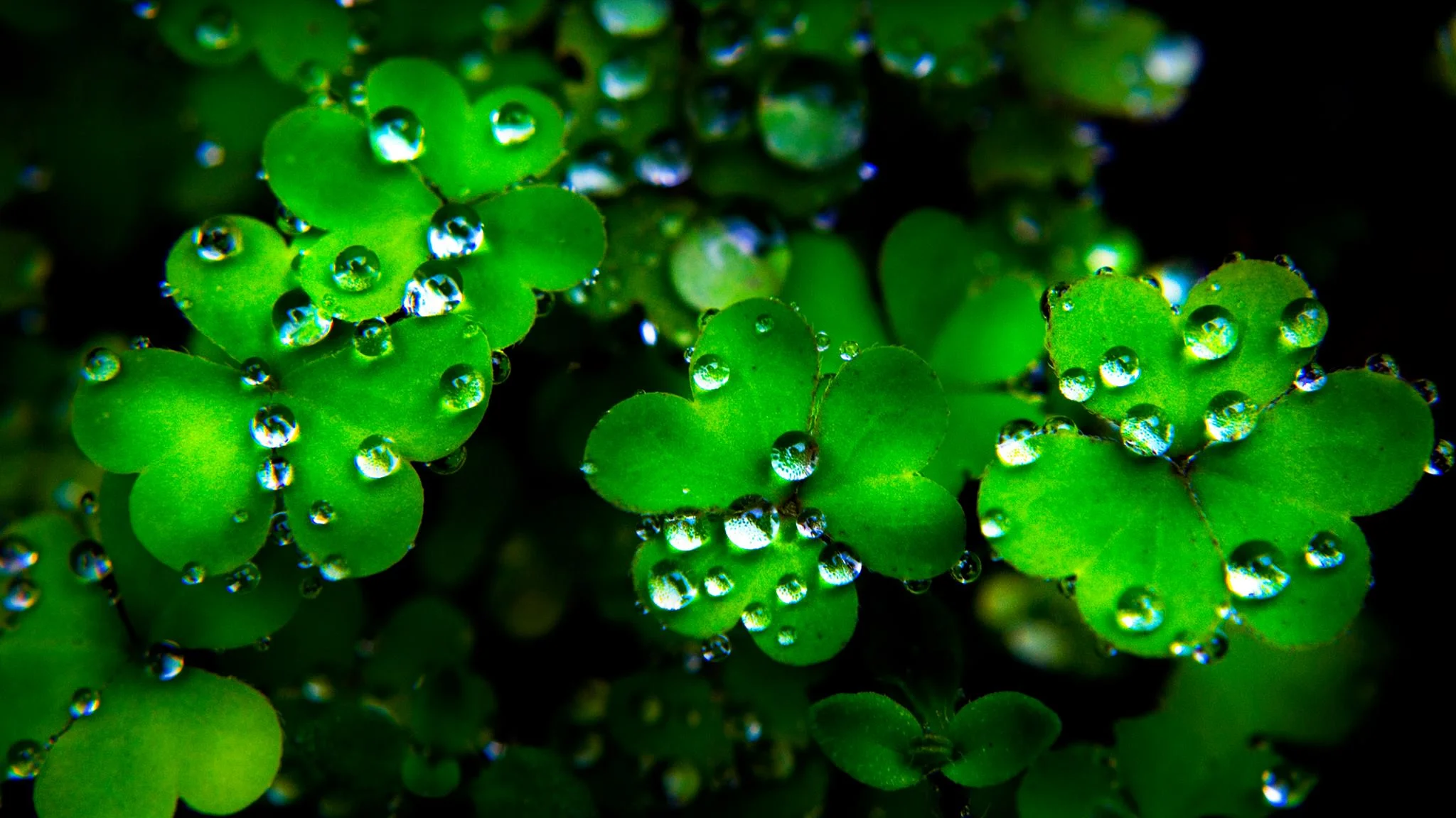 St. Patty's Weekend at Tractorgrease