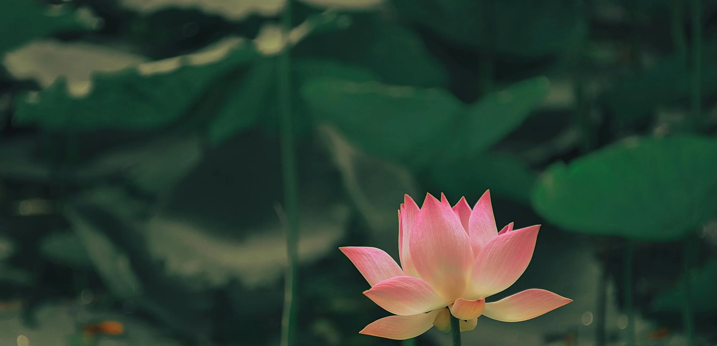 Self Compassion Meditation