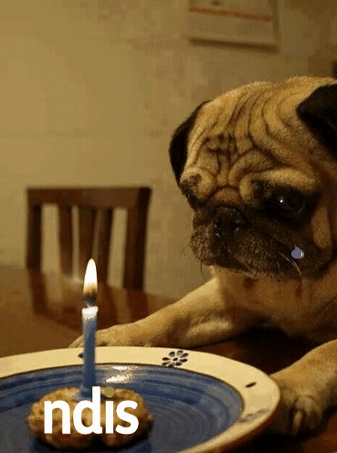 Moving image: With a tear falling from his eye, a pug looks down at a birthday cake marked "NDIS" and cannot bring himself to blow out the candle.