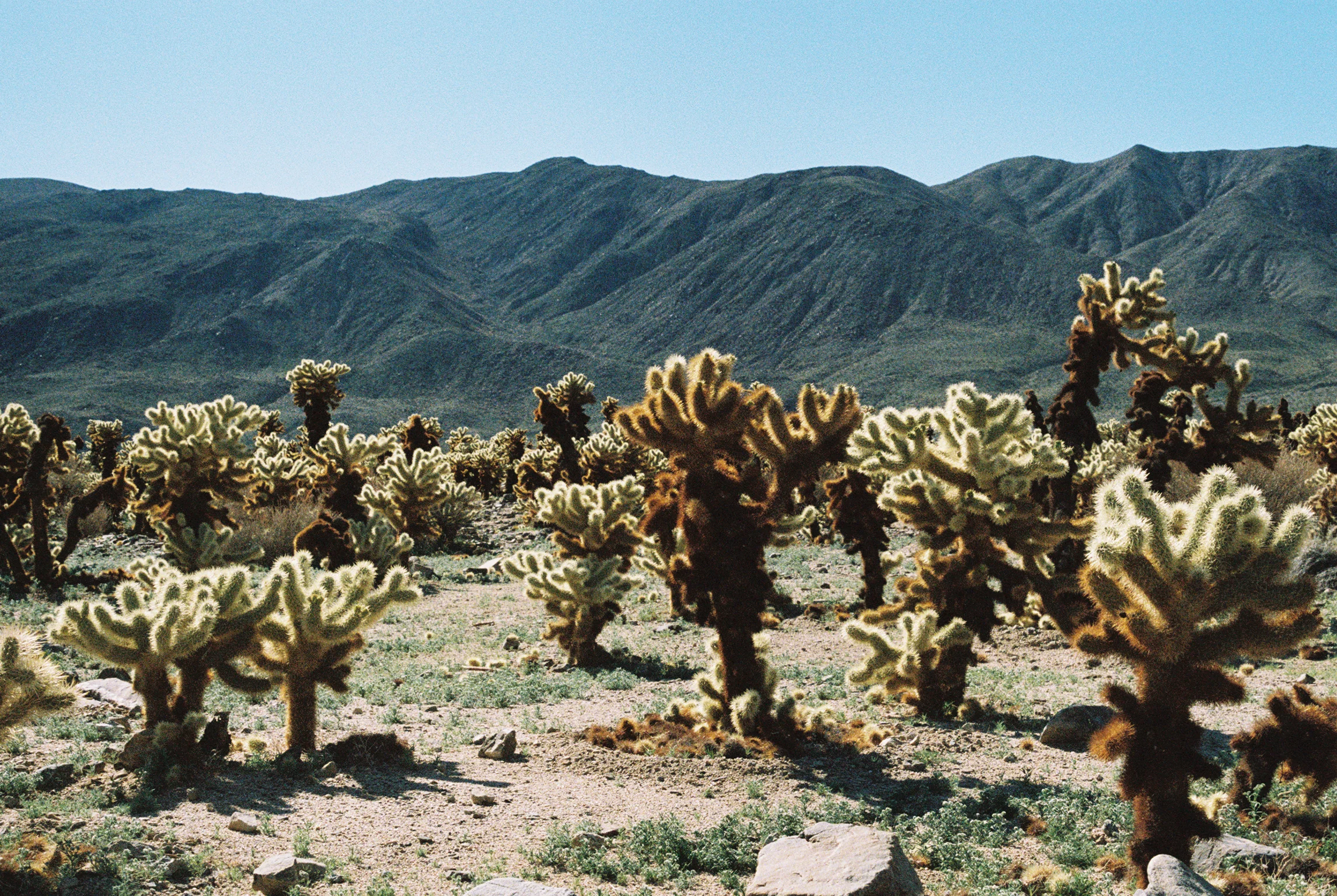 Cholla Cactus Garden