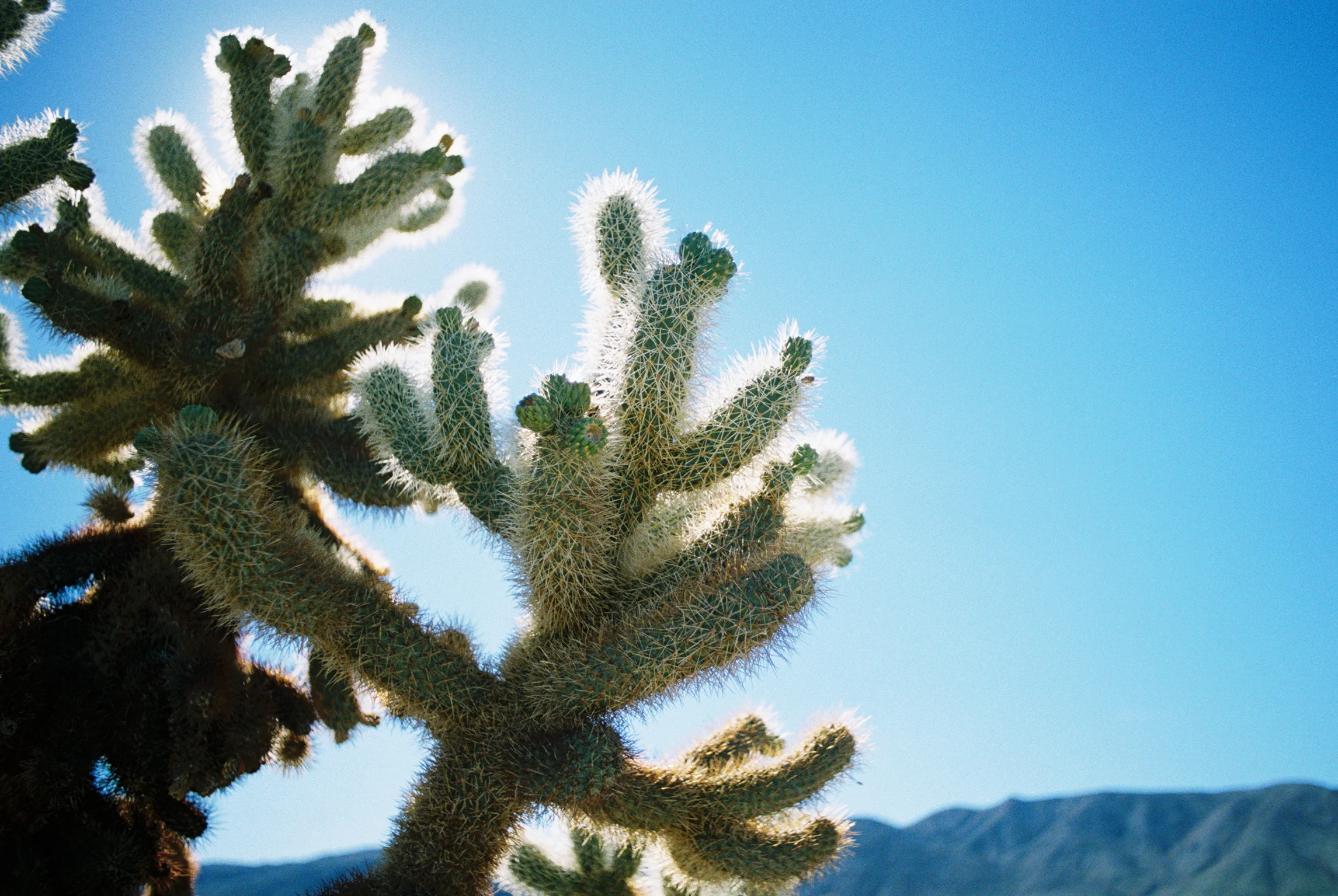 Opuntia fulgida