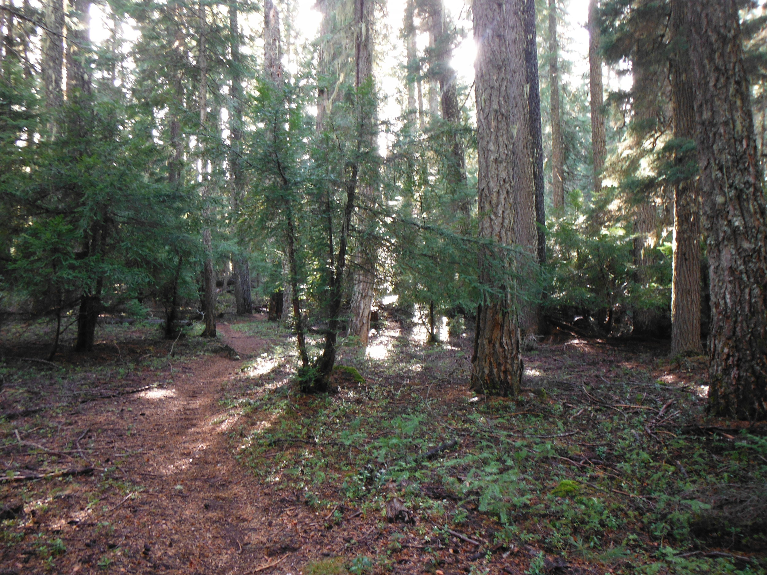 Sunshine on the trail