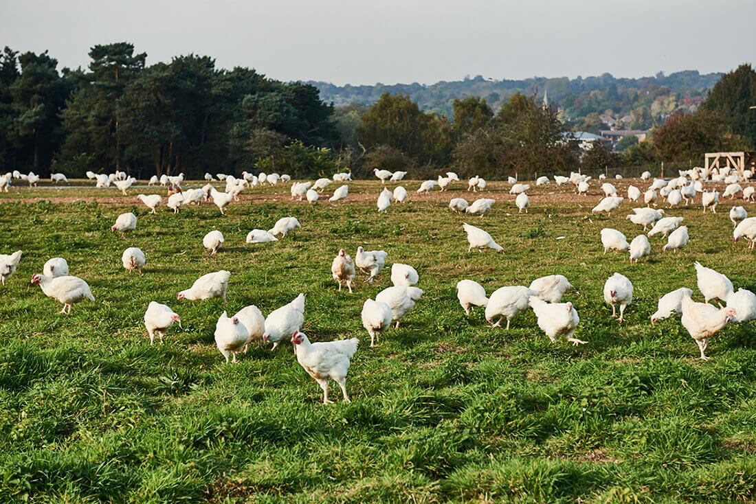 Chickens.-lr.jpg