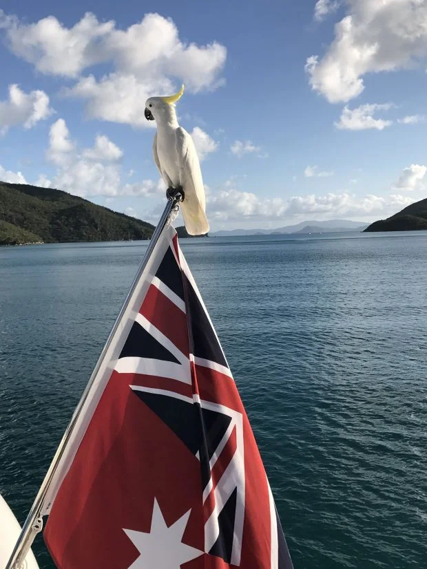 Imagine my surprise to find this cheeky and curious cockatoo landing on our boat while cruising the Whitsunday Islands. I was so excited to capture this special moment, this flag is the traditional Ensign marine Australian flag!