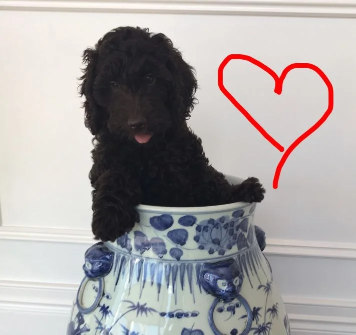 The only way to keep this little girl out of trouble, is to stick her in a pot, of course it has to be blue & white!!