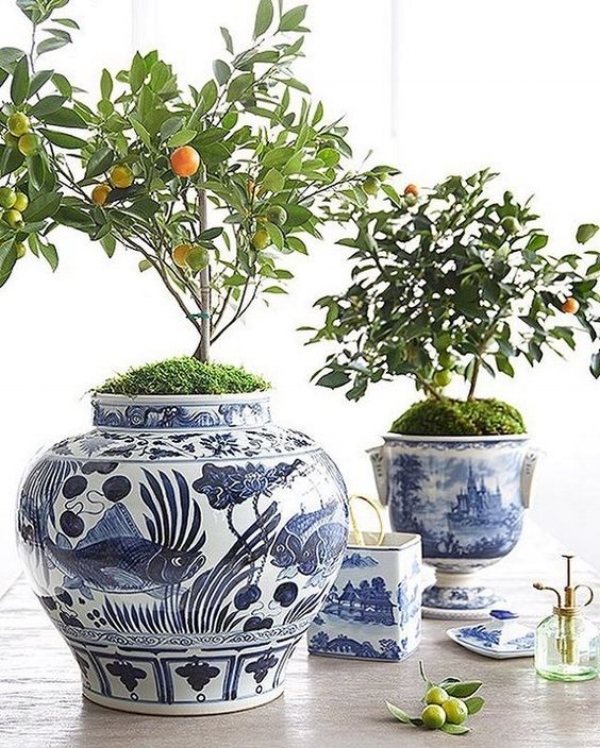 Miniature standard fruit topiary's, yes please!