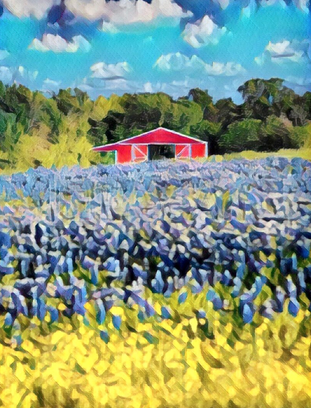 Texas Bluebonnets