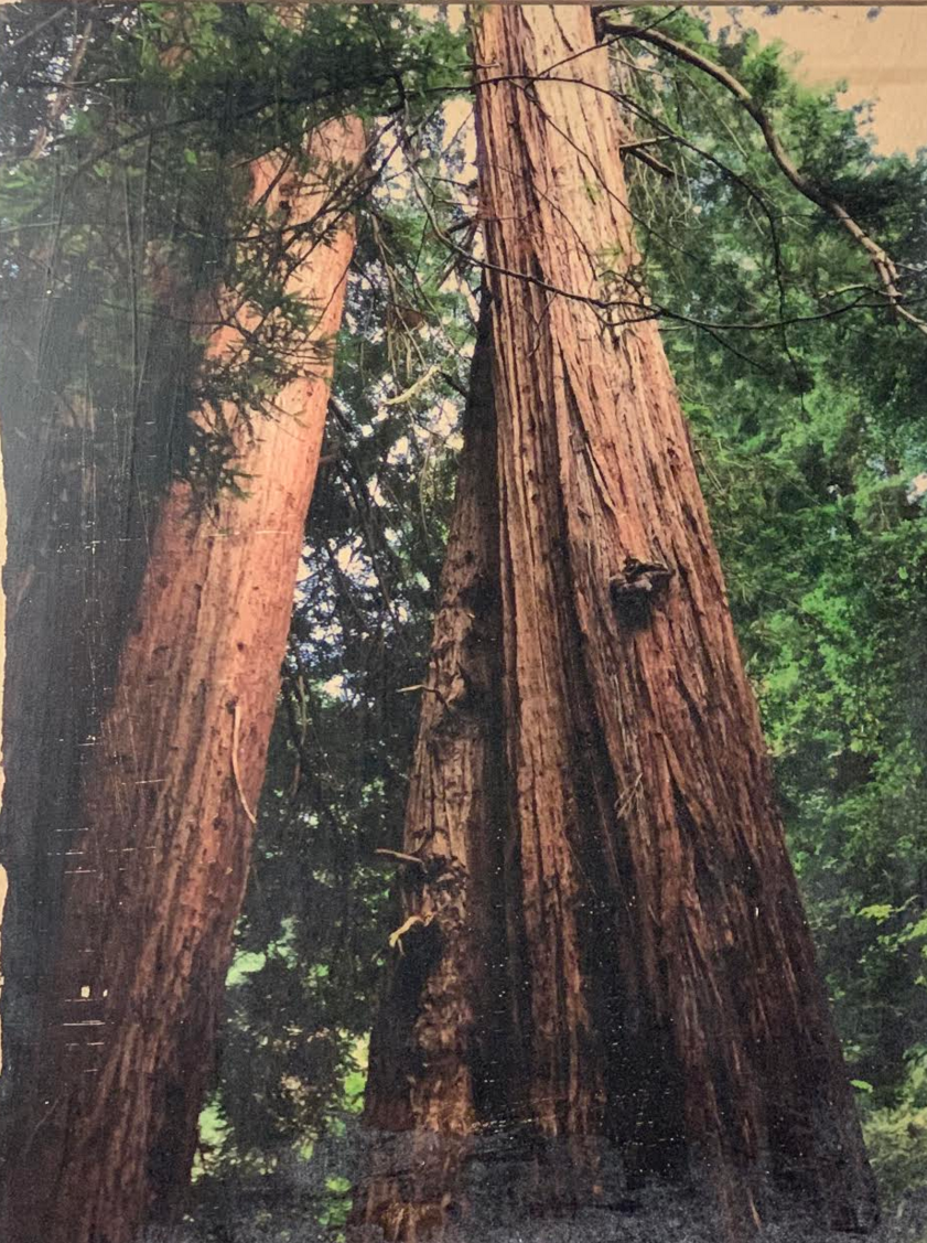 Red Woods