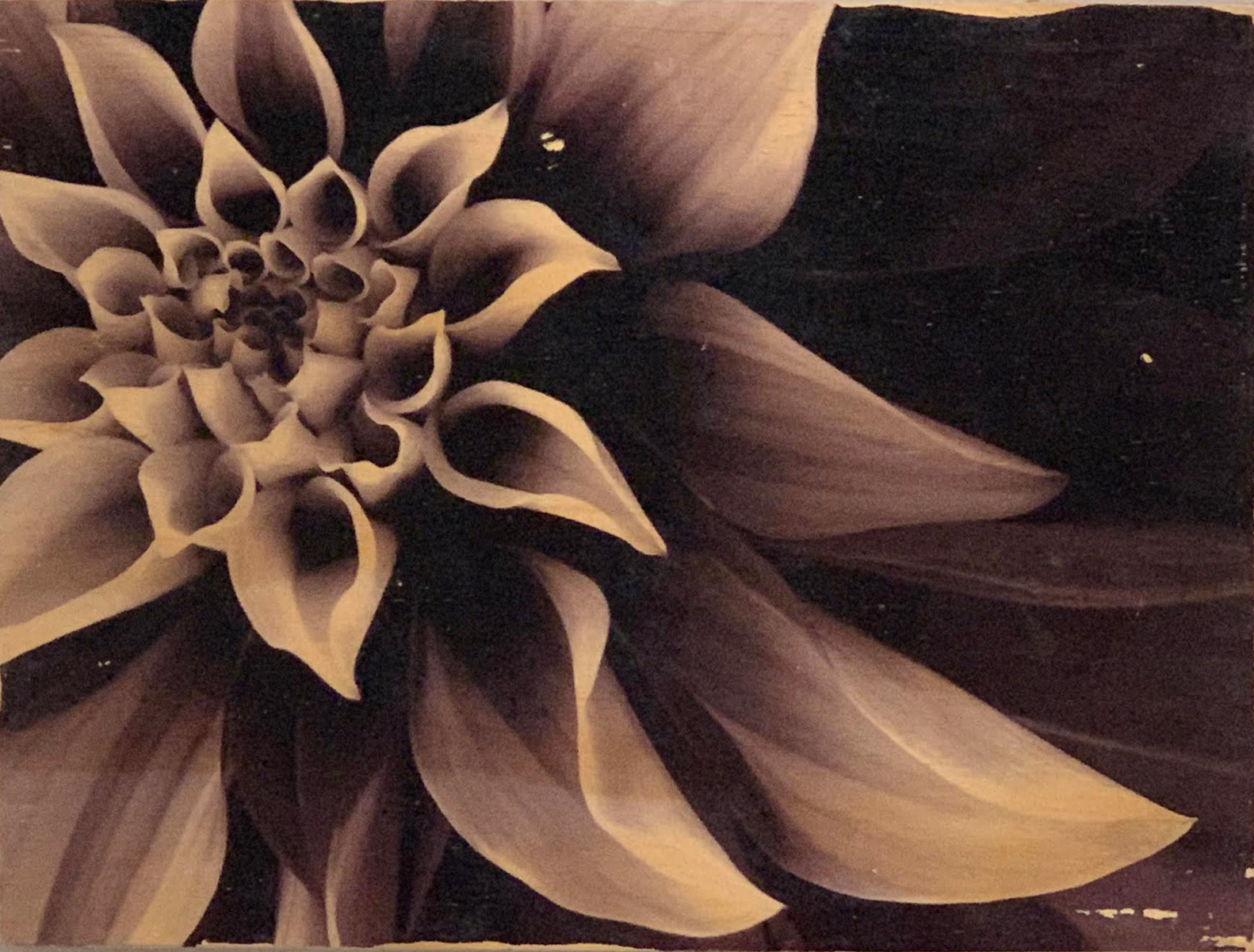 Black & White Flowers