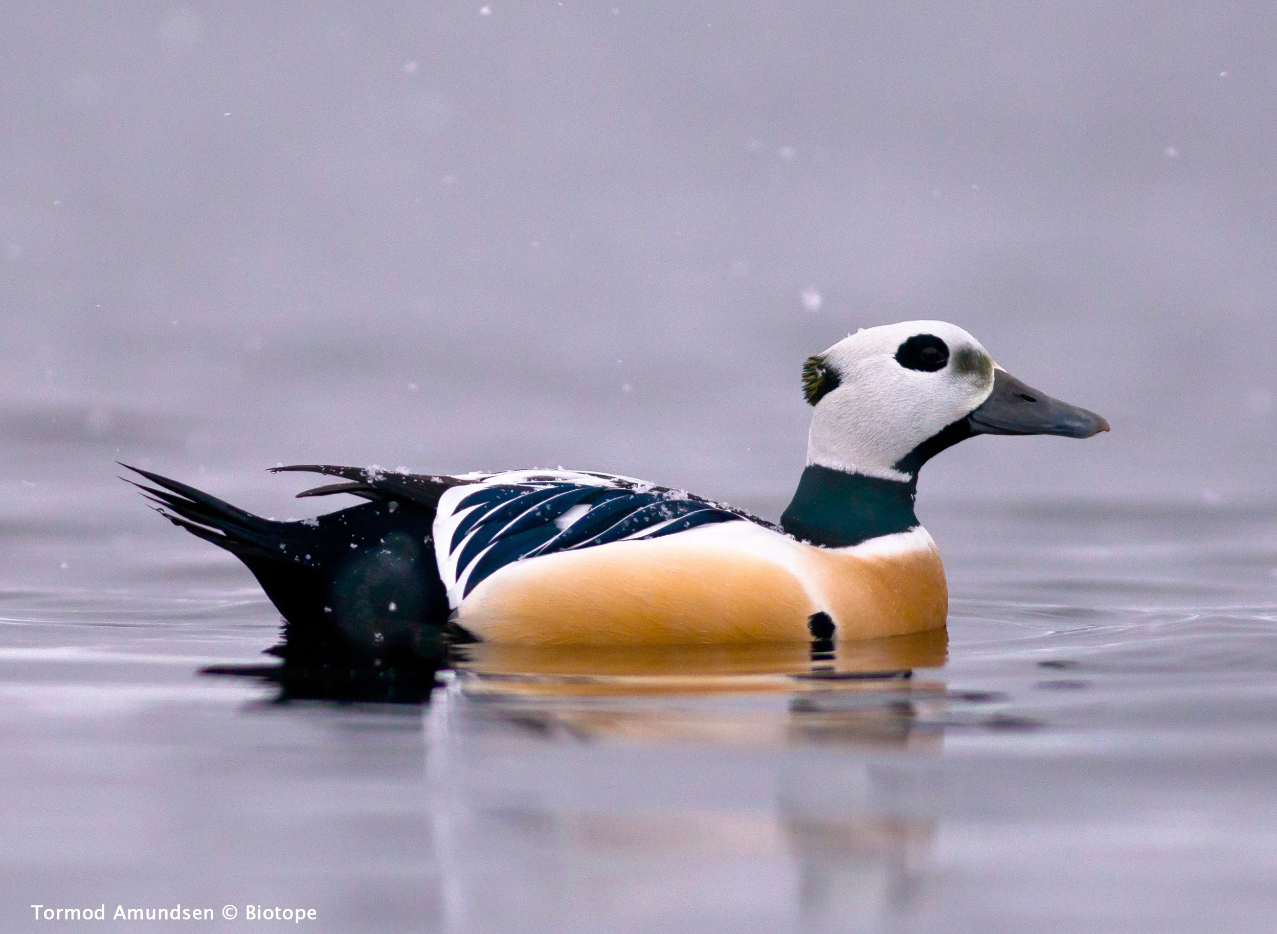 The iconic Steller's Eider