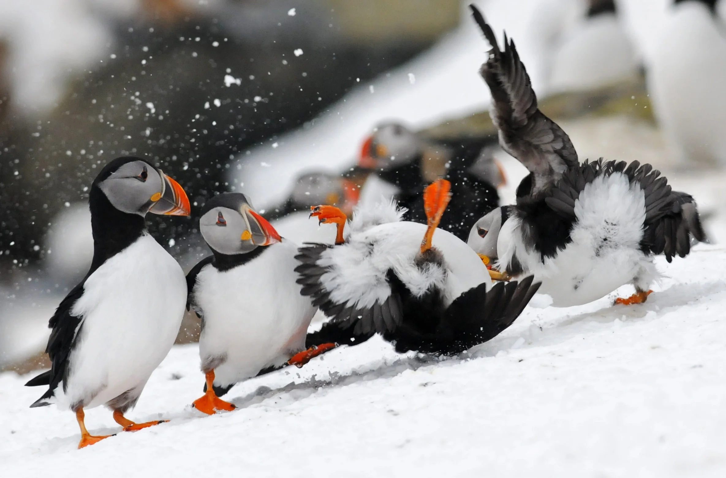 Puffin fight club - spectacle of Hornøya, a home to 100.000 seabirds