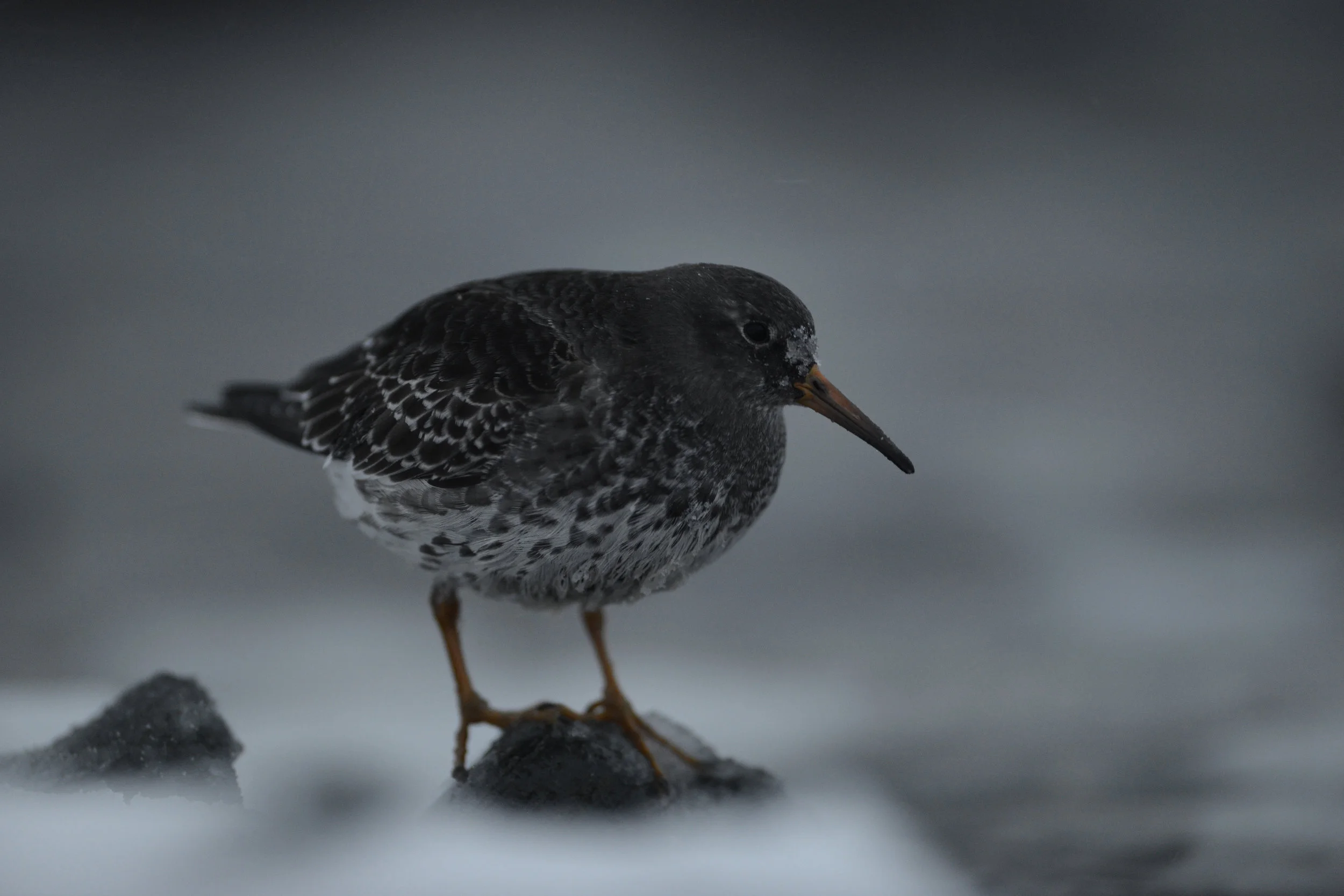 Meerstrandläufer sind eine der wenigen Vögel, die in Varanger überwintern