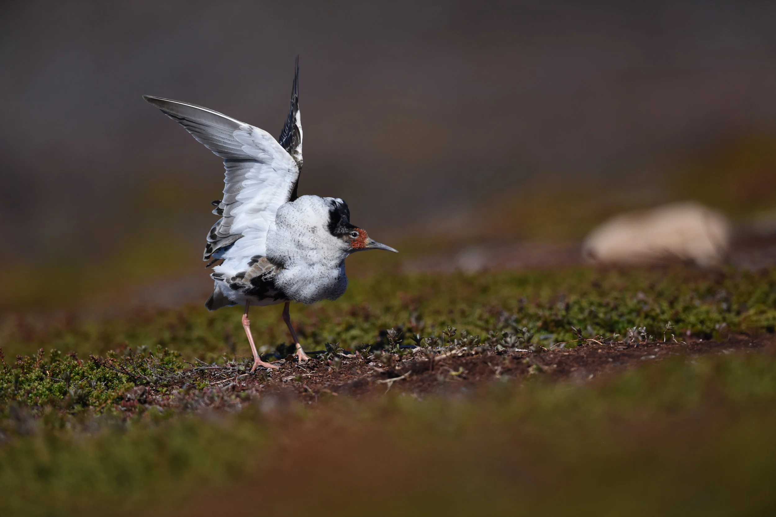 Balzende Kapfläufer - ein Spektakel der sommerlichen Tundra