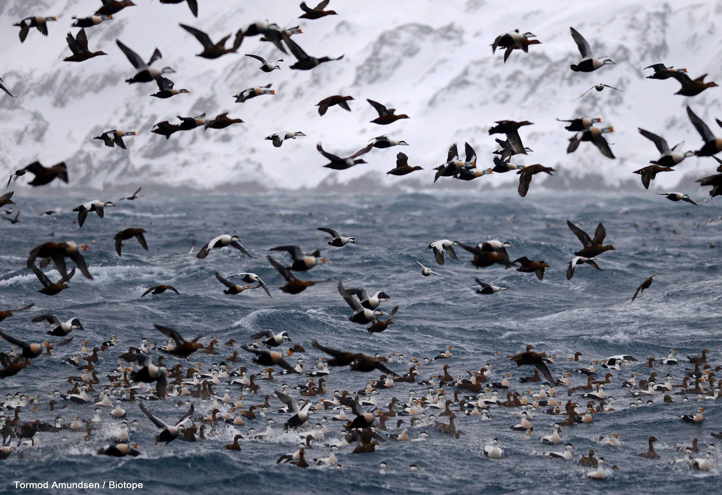 The King Eider Vortex - a section of the thousands of wintering eiders in Vardø´s Bussesundet. Usually present from early February to late March, sometimes into April.