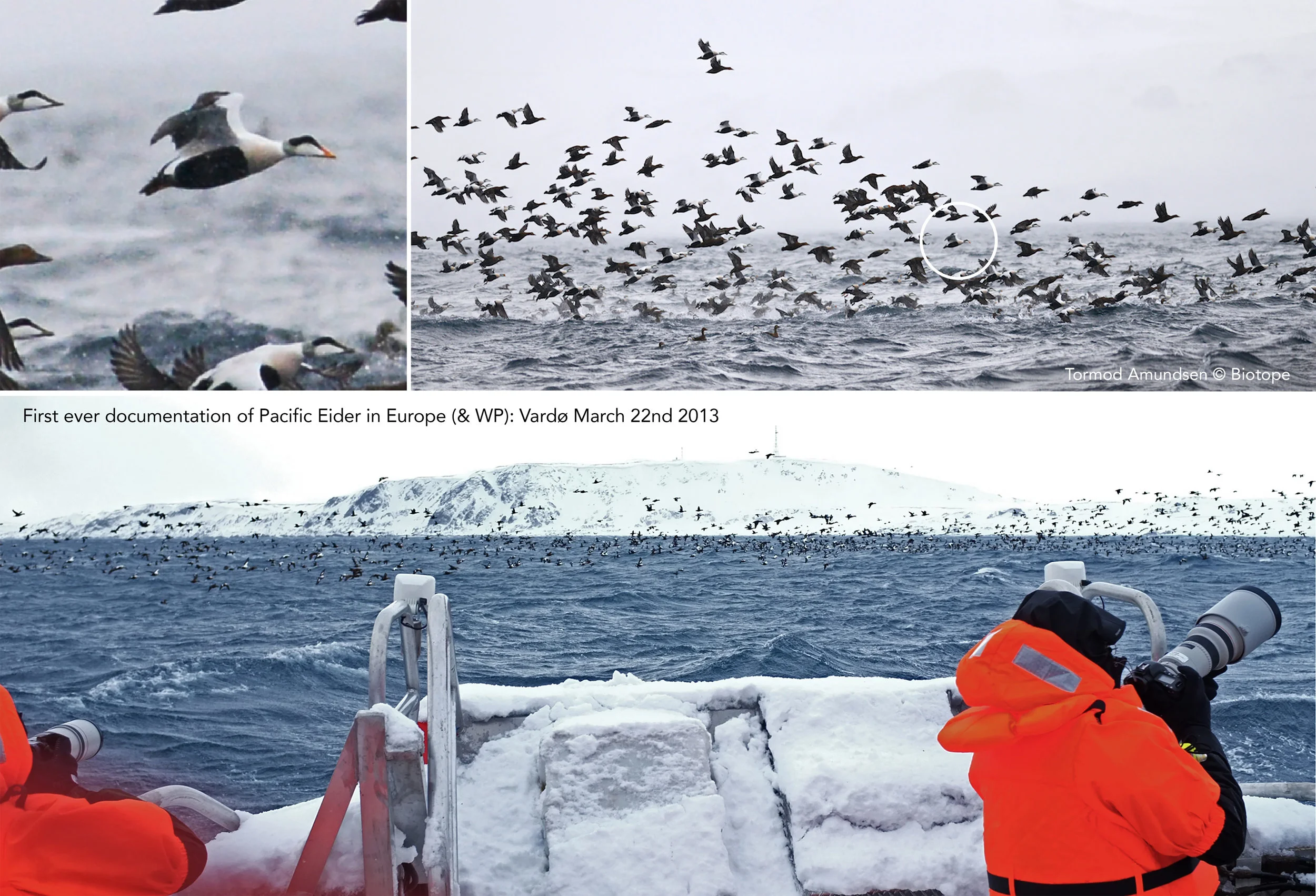 The massive rafts of eiders also revealed the first ever Pacific Eider to be recorded in Europe / WP. A mega rarity. 