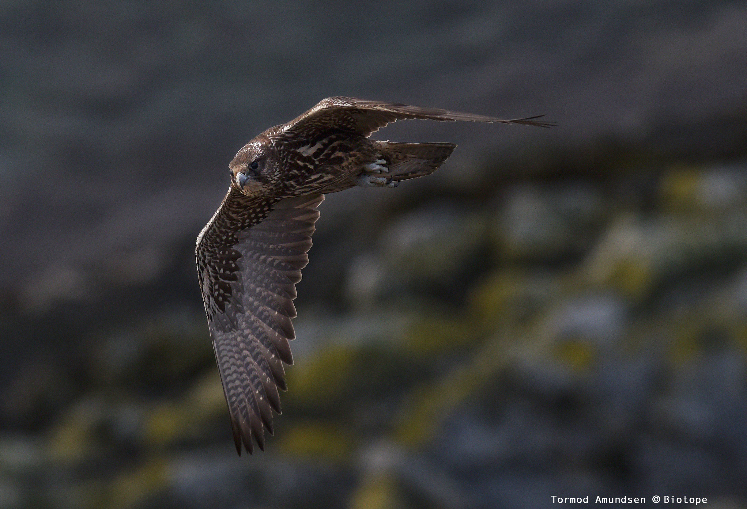 The best way to see Gyrfalcon in Varanger is by spending time at the bird cliff on Hornøya. They hunt there regularly, even daily. This is a young Gyrfalcon photographed on the bird cliff.