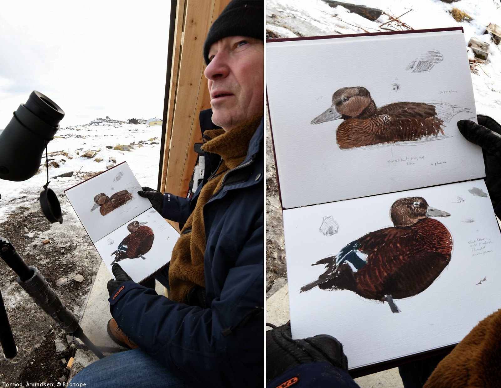 Gullfest 2015 Lars Jonsson at Hasselnes birdhide sketching ps-edit Amundsen © Biotope.jpg
