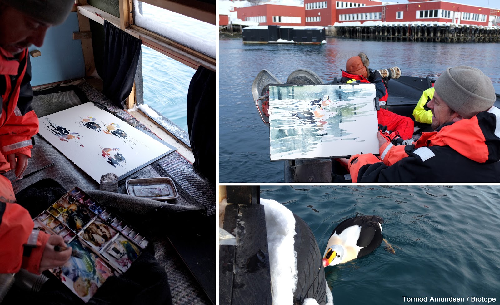 Gullfest2013 king eider hide båtsfjord Amundsen Biotope.jpg