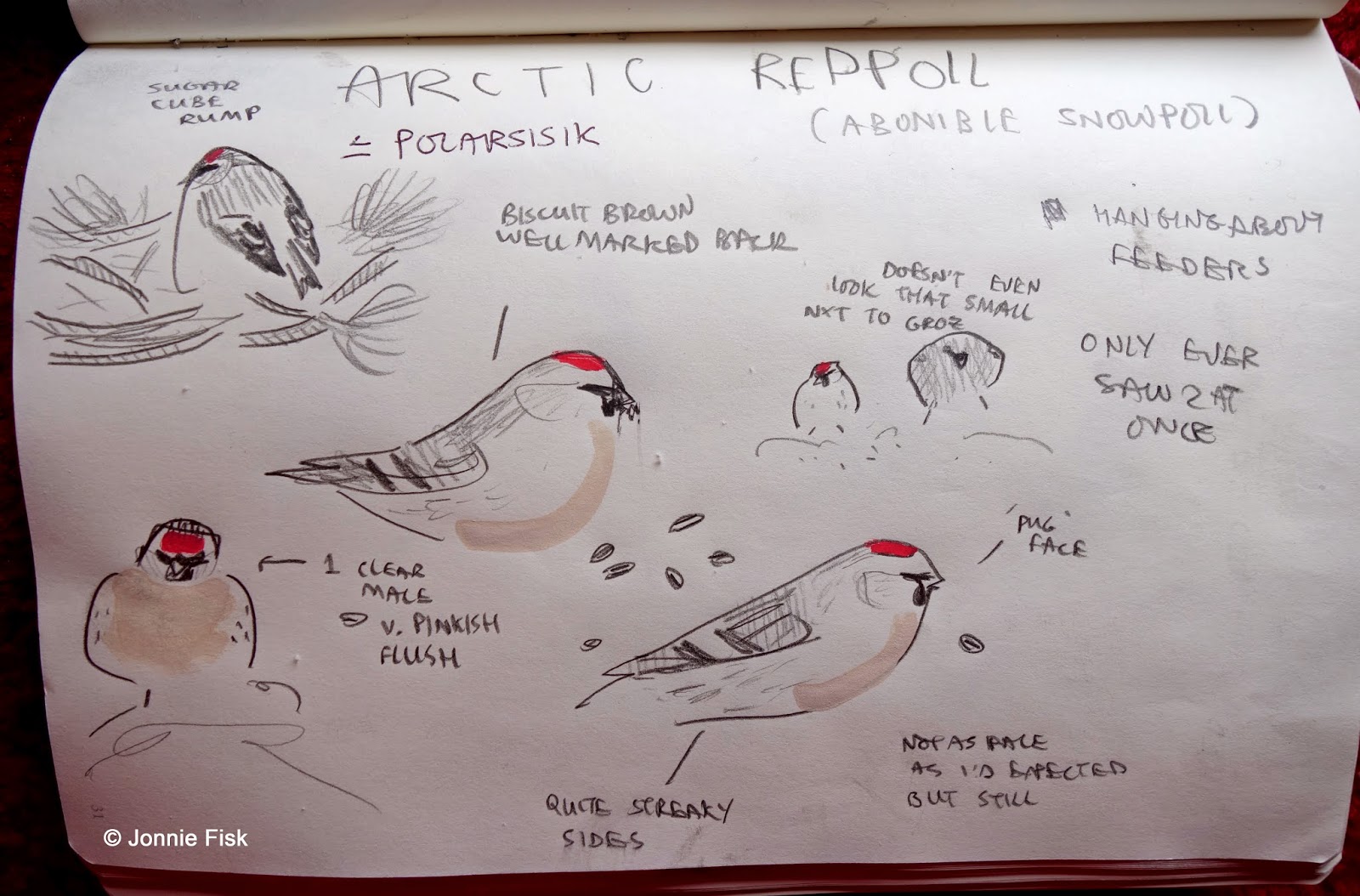 Arctic Redpoll by Jonnie Fisk Gullfest march 2014.jpg