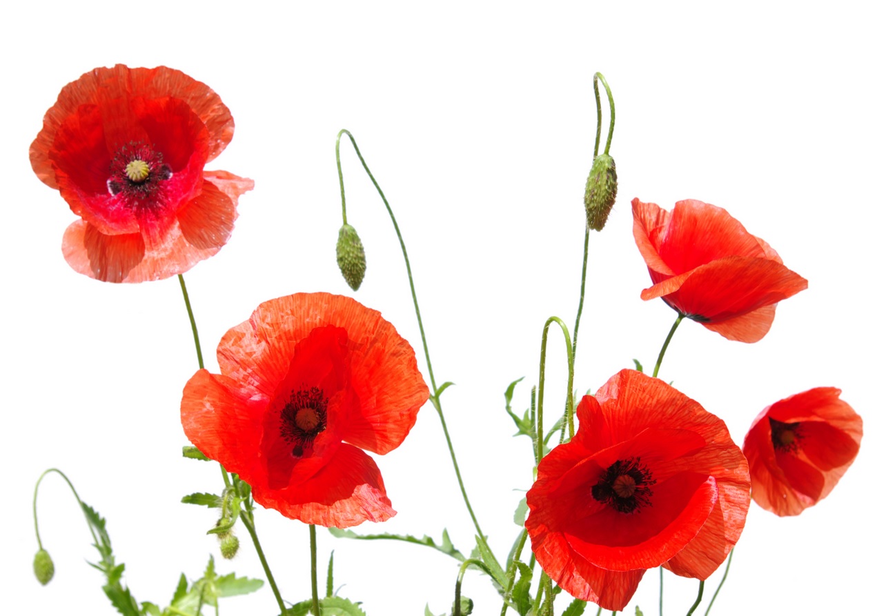 Poppies3.jpg