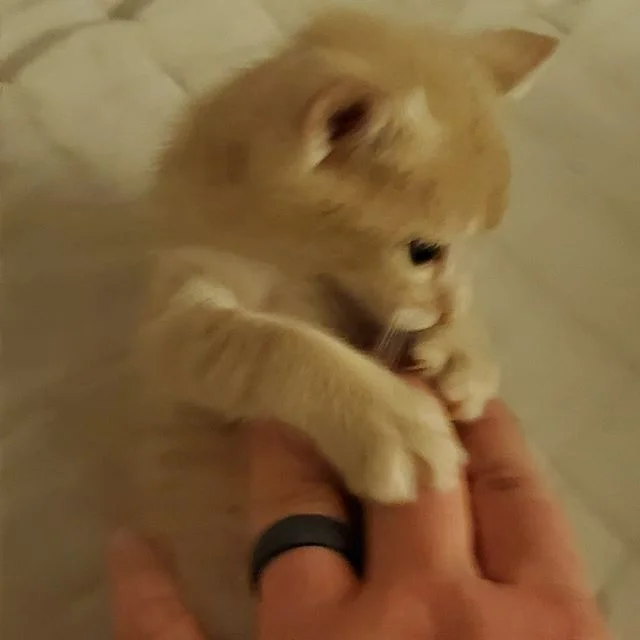 MCO Kitten rescue - my amazing sister rescued a stray and her litter in Orlando - Winnie and we have decided to adopt. This pretty girl will be coming home with me to the Seattle area to meet her big brother Mochi in a couple of days. On the flight t