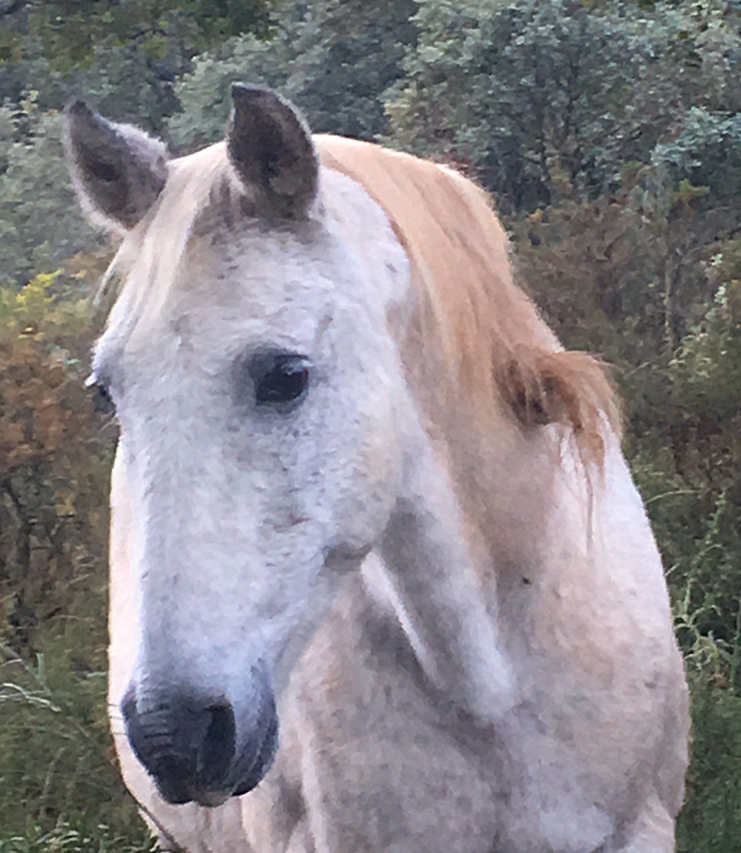 Spanish horse at our holiday letting in Ronda, Andalucia, Spain