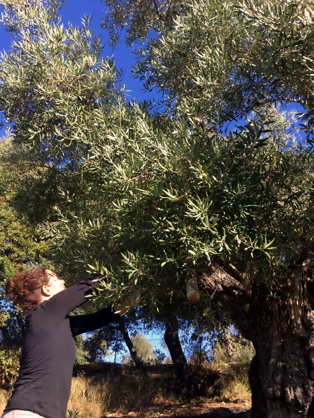 Stroking olives from the trees in our luxury villa rental in Ronda, Andalucia, Spain