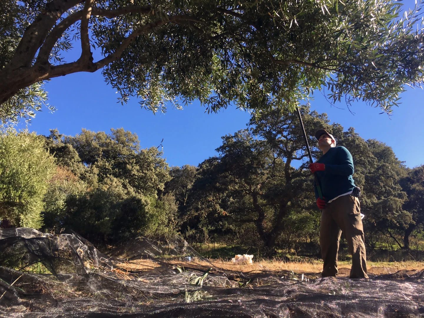 Olive harvesting at our luxury villa rental in Ronda, Andalucia, Spain