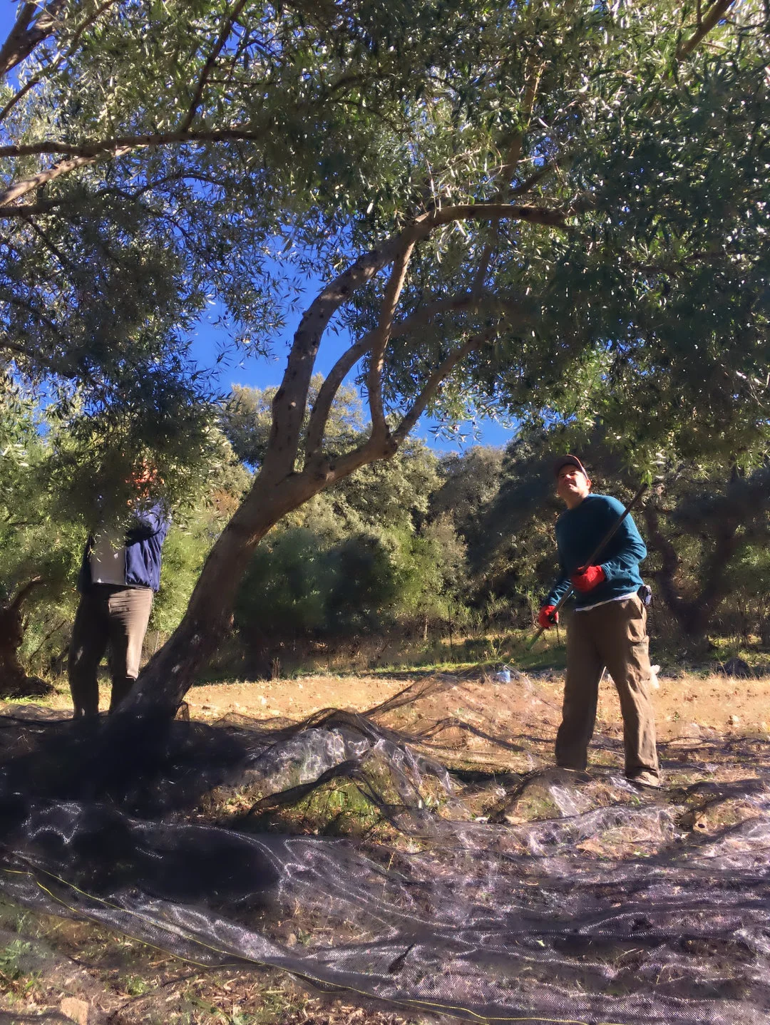 Thrashing the olive trees at our luxury holiday home near Ronda, Andalucia