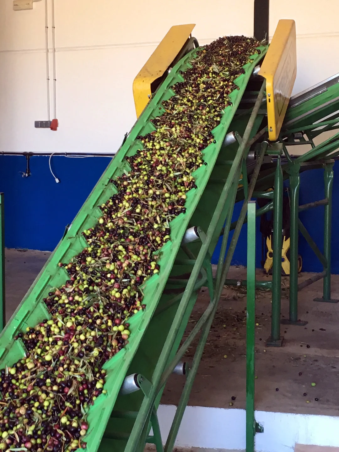 Olives from La Cazalla de Ronda, a holiday letting in Ronda, Andalucia, Spain