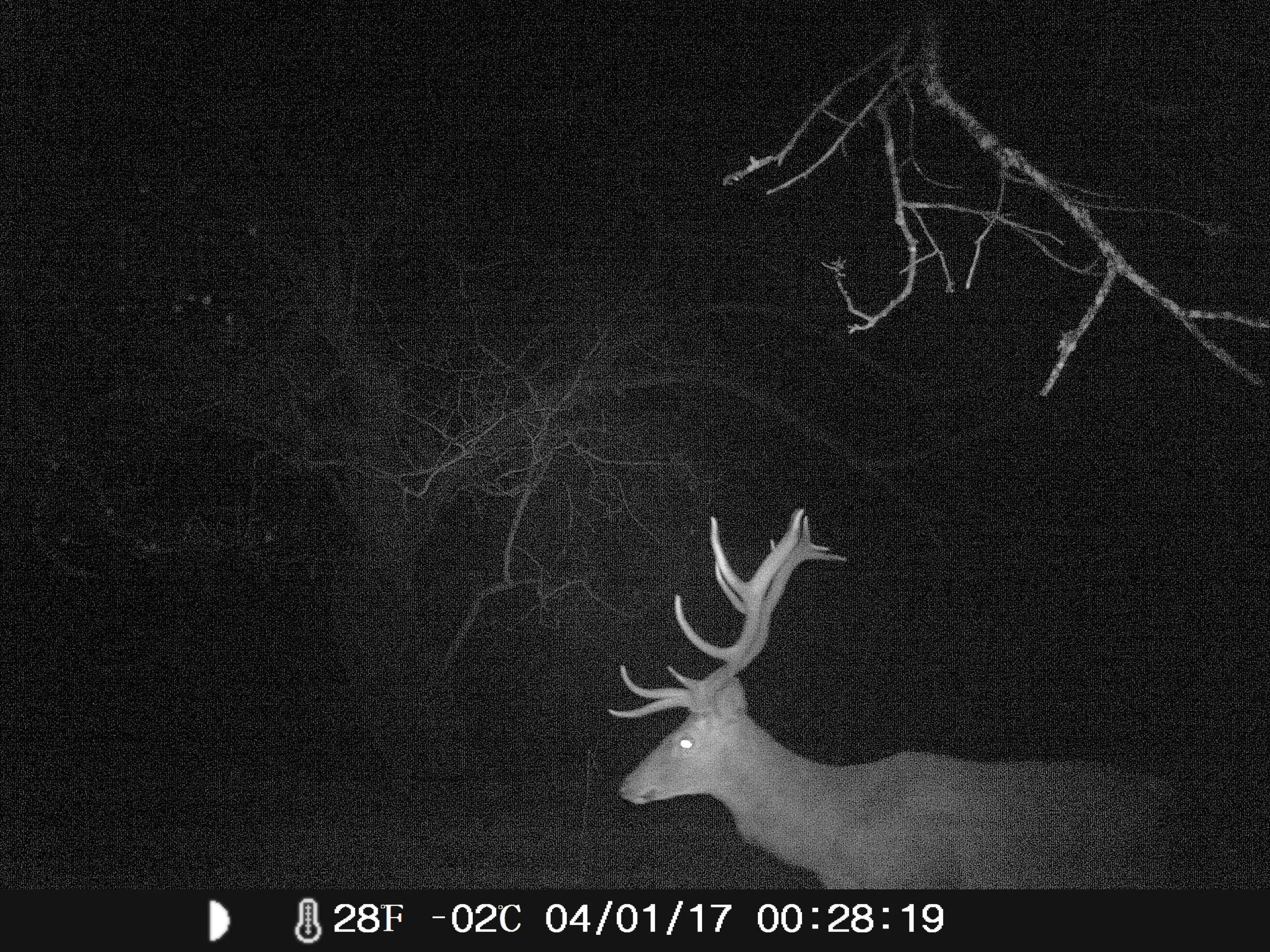Red Deer visiting La Cazalla in Ronda at night