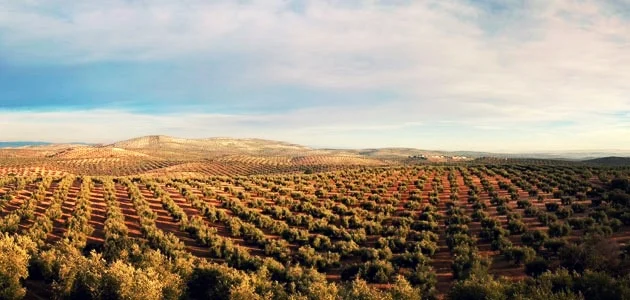 Spanish Olive Trees ferrari-monza-sp2-luis-carratal-spain-for-sale-on-luxurypulse