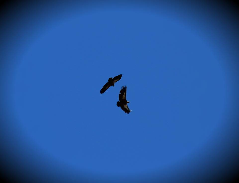 Griffon Vultures (we actually took this!!!)