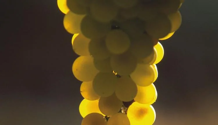 Grapes.jpg