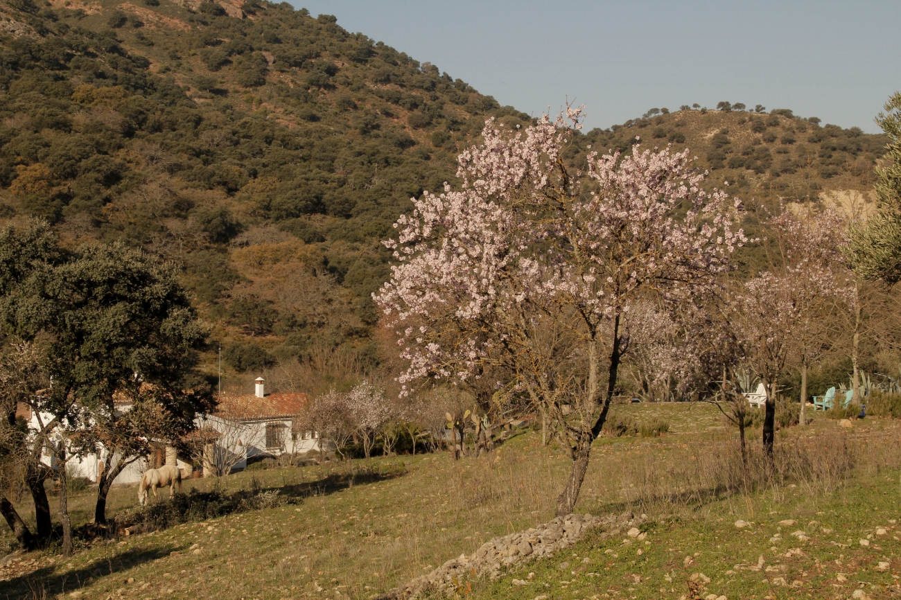 almond_blossom_spring_luxury_villa_rental_ronda_andalusia_spain