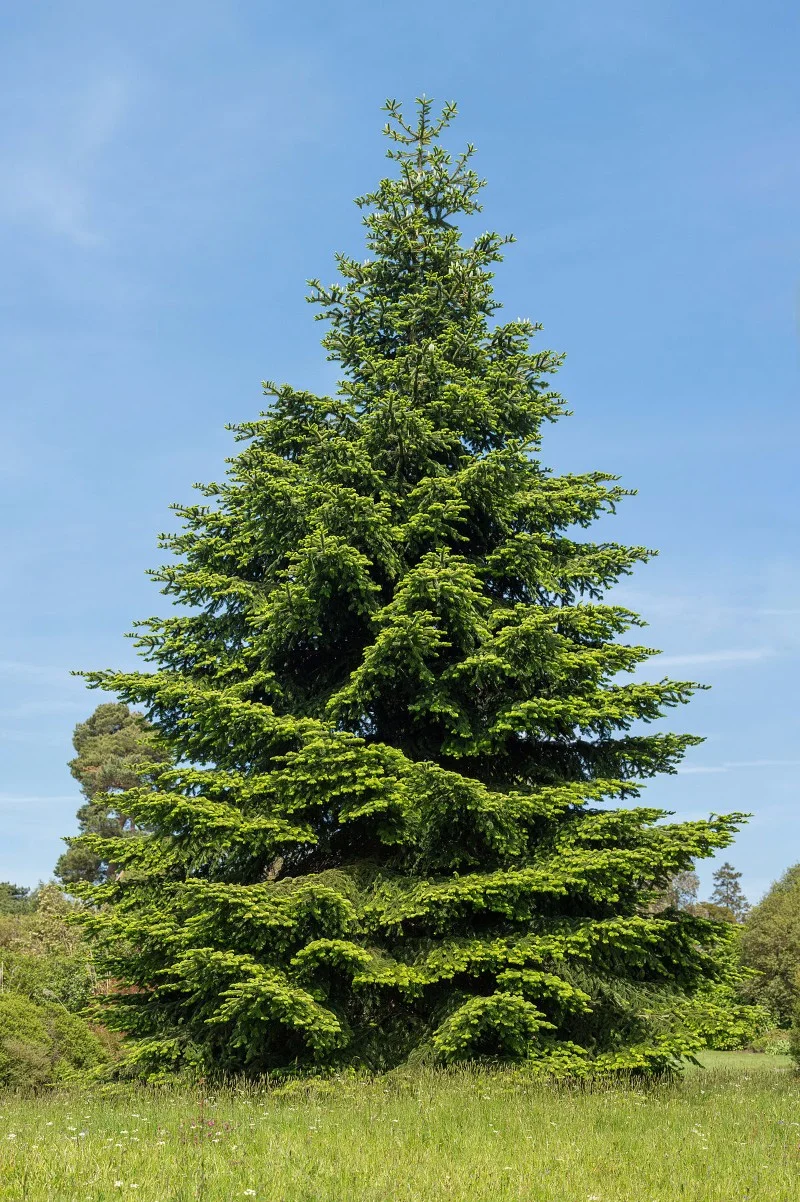pinsapo_pine.jpg