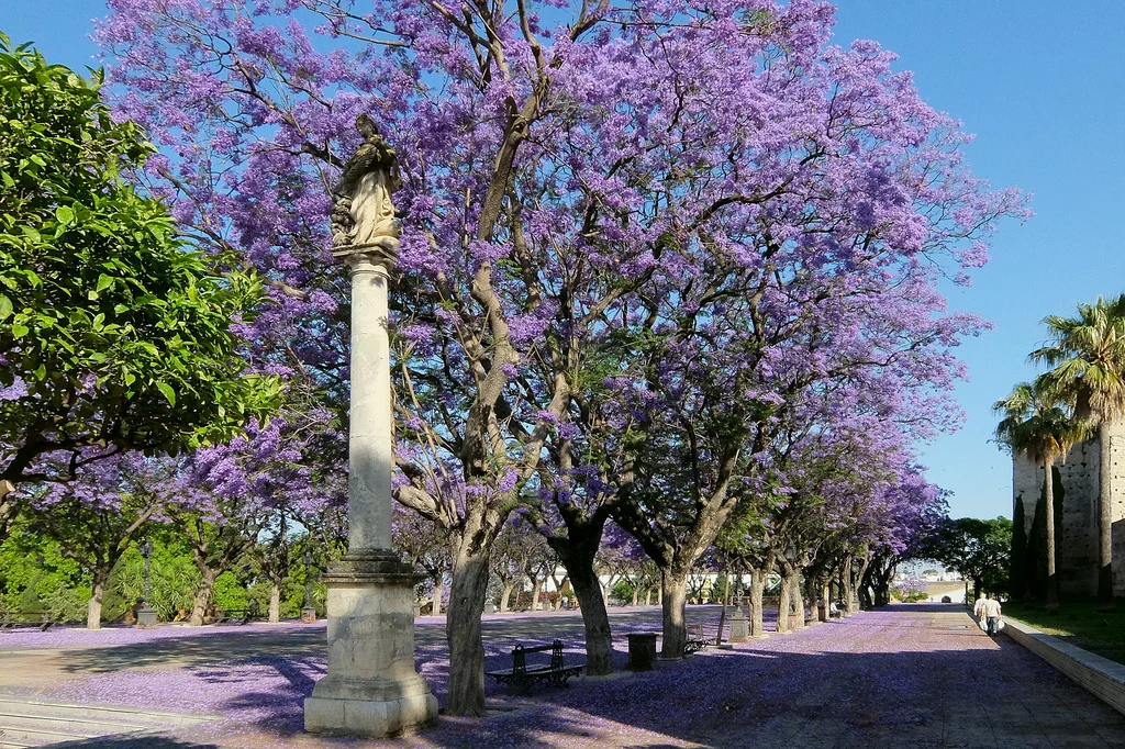 jacaranda_trees_jerez.jpg