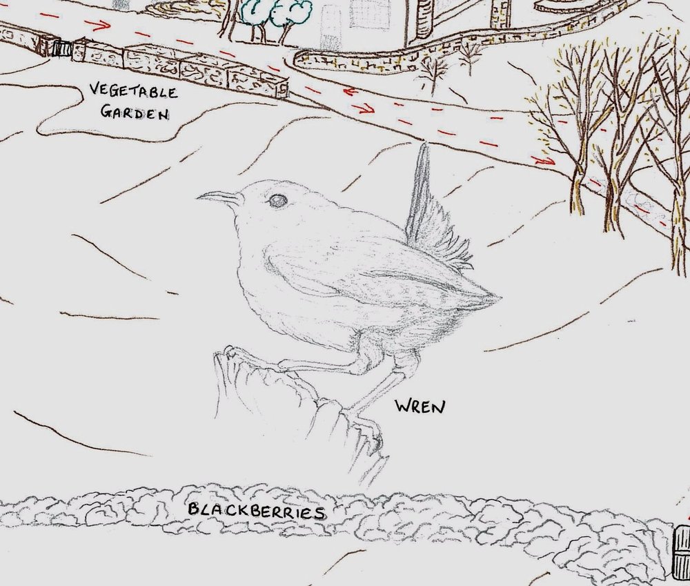 Vix's pencil sketch of a wren