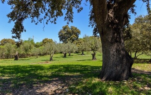oak and olive trees.jpeg