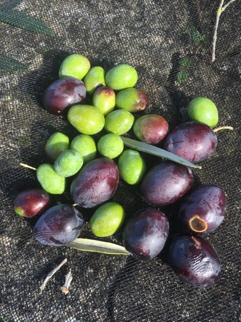 close up handful olives.jpeg