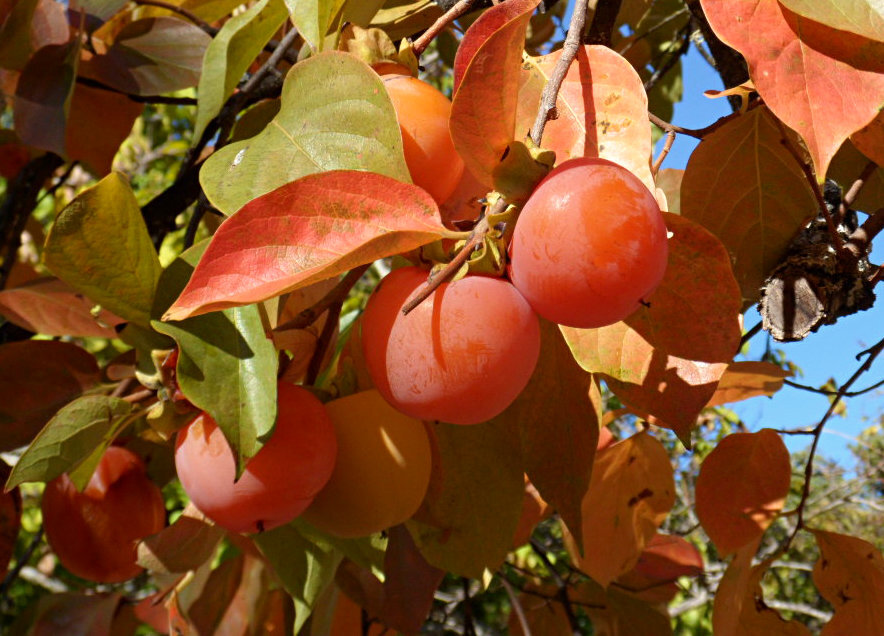 Persimmons_for_picking_straight_from_the_trees_at_luxury_villa_rental_La_Cazalla_in_Ronda_Spain.jpeg