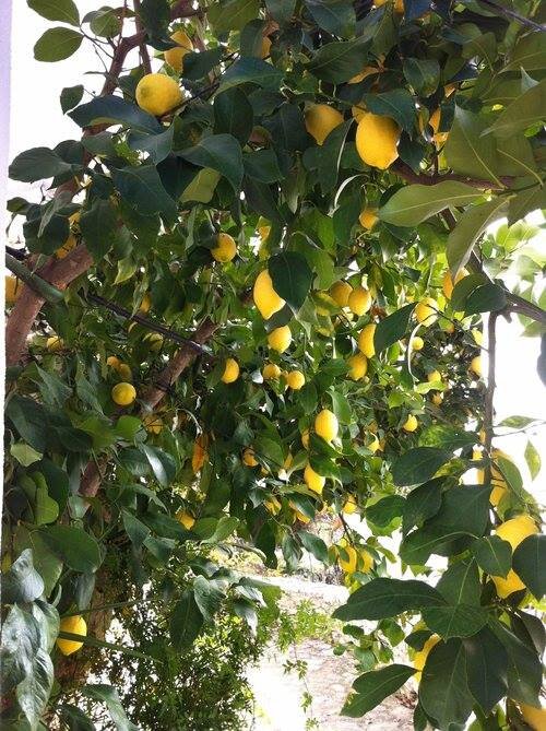 lemons_at_la_cazalla.jpg