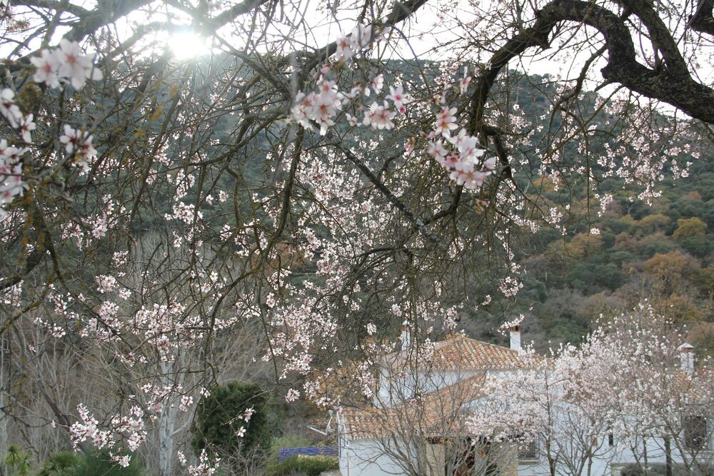 Cherry blossom dating site in Santo Domingo