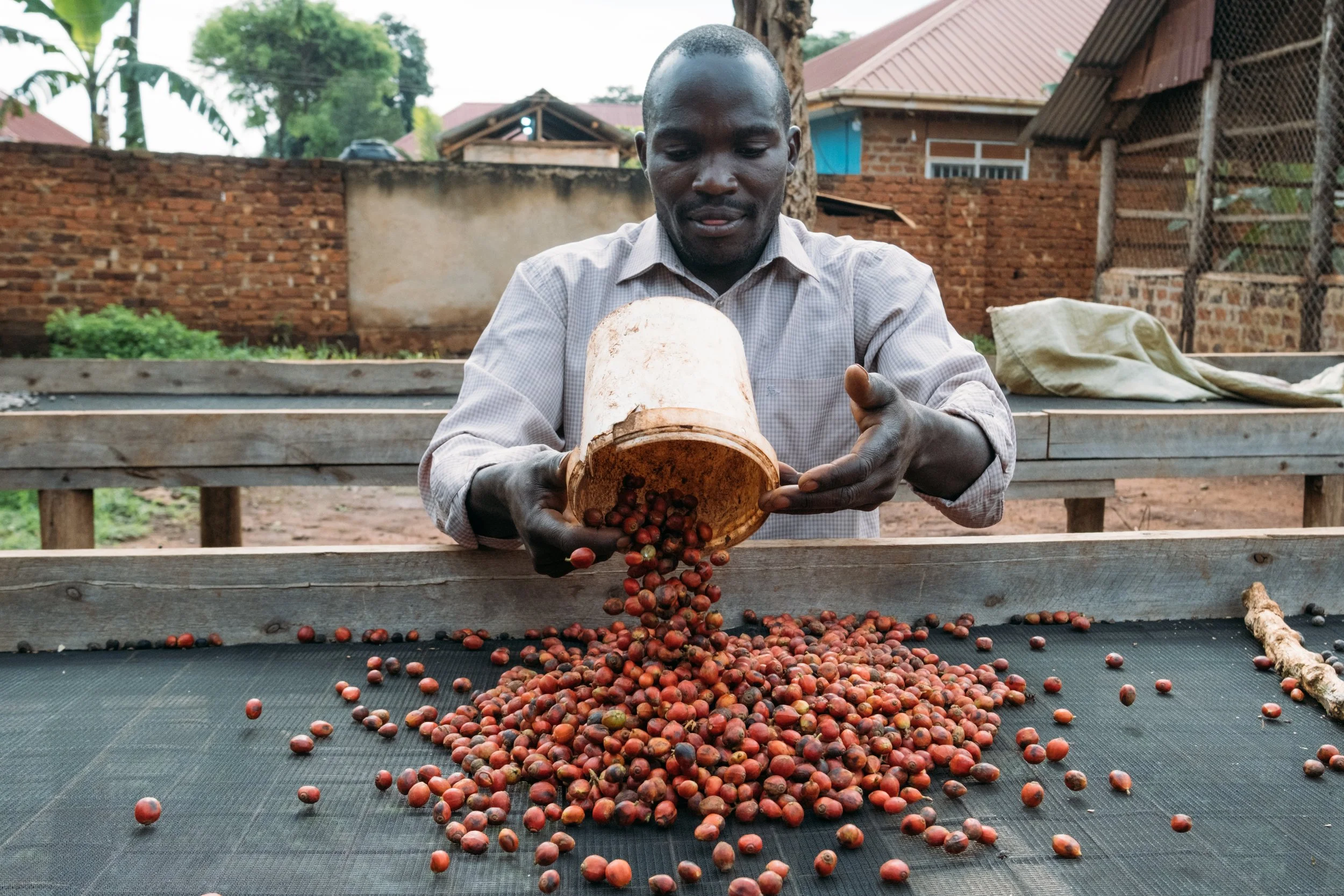  As global warming threatens the two main varieties, coffee growers in Uganda are betting on a type that can stand up to heat, drought and pests.  Read more at  The New York Times  