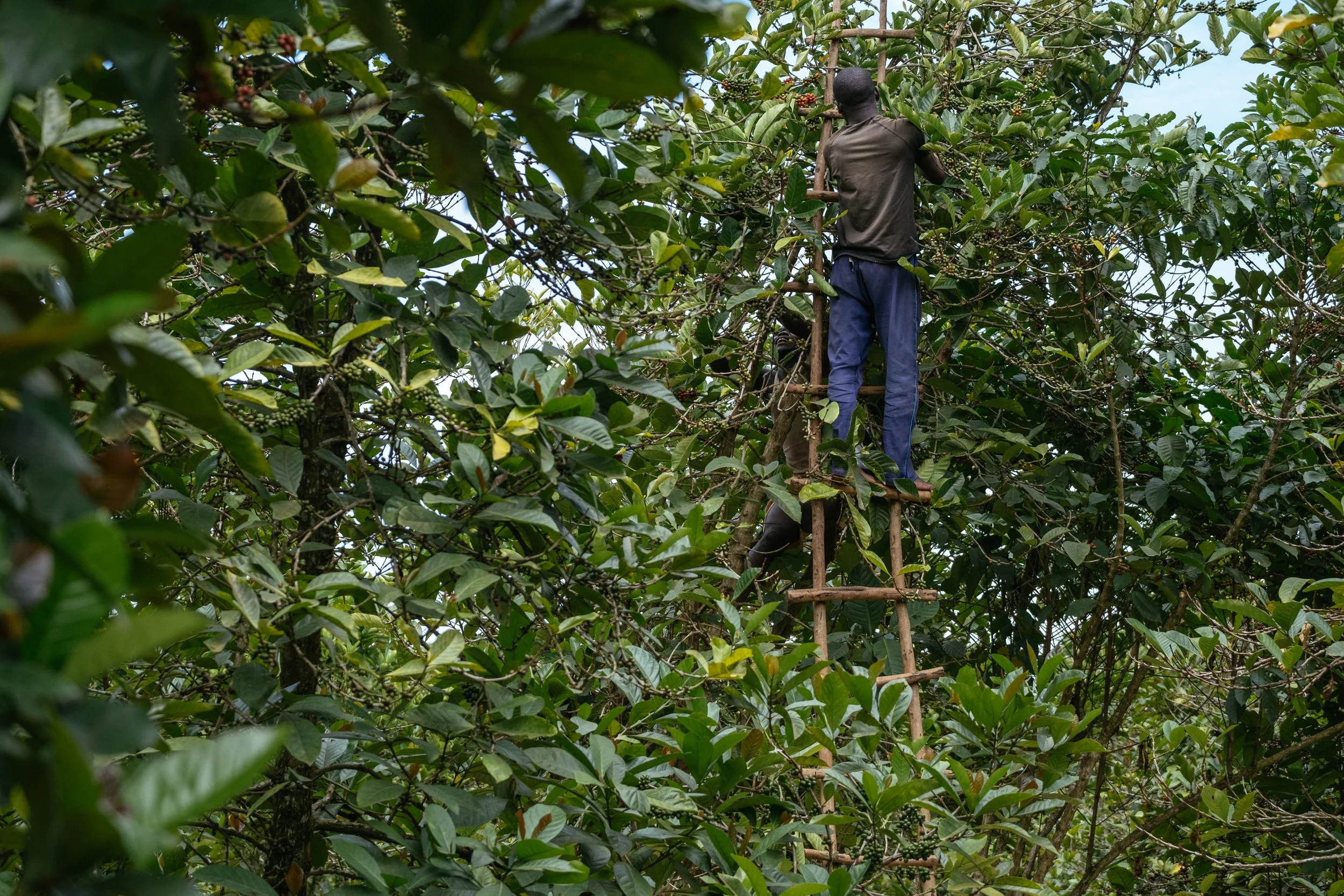 cli-uganda-15.jpg